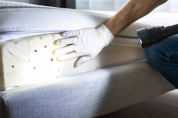 Best Pest Control Near Me in Weatherford, TX