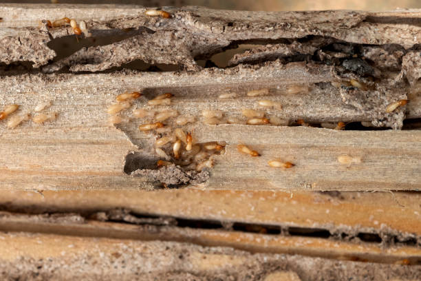 Best Wasp Removal Services  in Weatherford, TX
